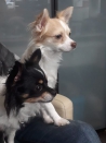 Honden en Puppy's Chihuahua pups