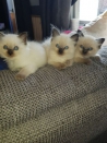 Katten Prachtige Ragdoll-kittens