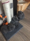 Kwaliteit Scottish Fold Kittens