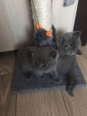 Katten Kwaliteit Scottish Fold Kittens