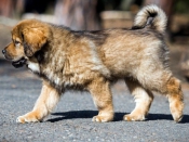 Honden en Puppy's Tibet-dogge (Do Khyi)