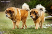 Honden en Puppy's Tibet-dogge (Do Khyi)