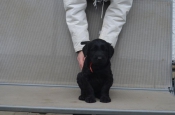 Honden en Puppy's Welpe Riesenschnauzer schwarz mit Papiere