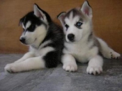 Mooie Siberische Husky Puppies