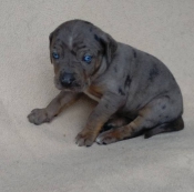 Honden en Puppy's Zwinger Besavej Louisiana Catahoula vergibt Welpen aus Wurf D