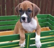 Honden en Puppy's Duitse bokserpuppy Klaar voor een nieuw huis nu.