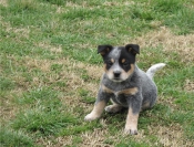 Honden en Puppy's Vriendelijke Australische catle (blauwe genezer) pup beschikbaar
