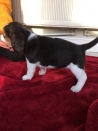 Beagle Puppies ter adoptie.