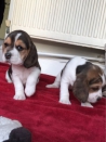 Honden en Puppy's Beagle Puppies ter adoptie.