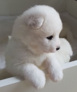 Honden en Puppy's Prachtige Pure White Samoyed Pups