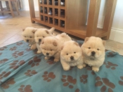 Chow Chow White Puppies