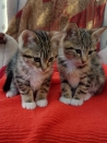 Katten Prachtige Tica Bengal Kittens