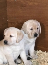 Honden en Puppy's Beschikbare Labrador Puppies te koop