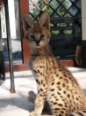 Katten Savannah-kittens Serval beschikbaar en Caracal