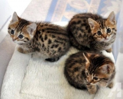 Katten pure ras bengaalse Kittens op zoek naar een nieuw huis