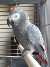 vrij tamme grijze roodstaart papegaai