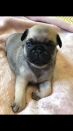 Cavia's Prachtige Kc Reg Pug Puppies jongens / meisjes beschikbaar