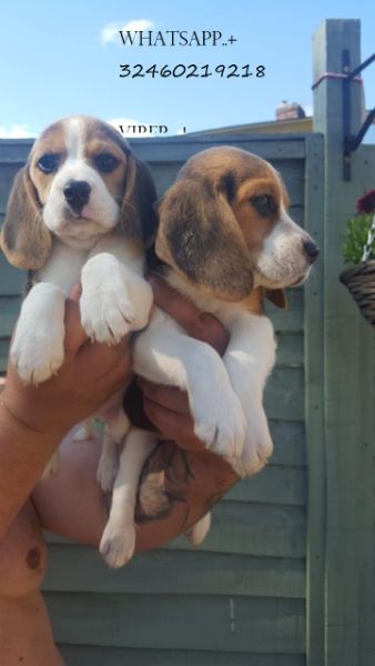 Prachtige stamboom Beagle Pups Pra Clear