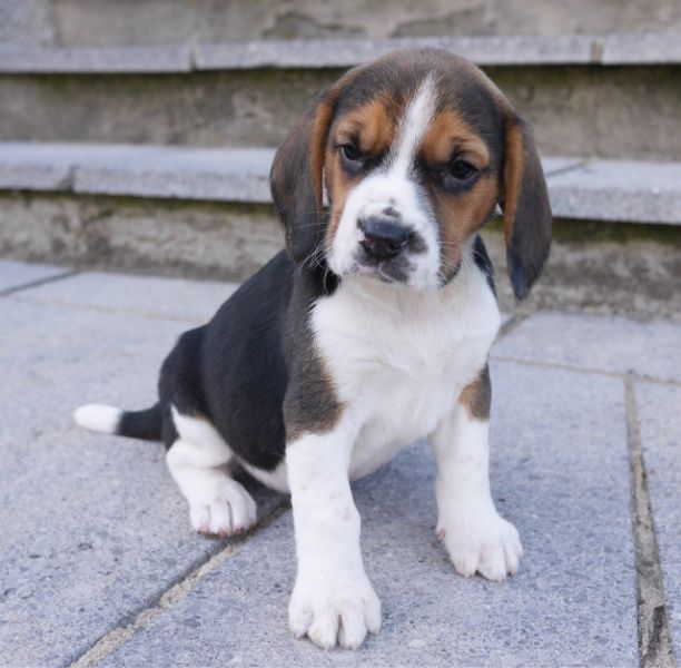 Prachtige stamboom Beagle Pups Pra Clear