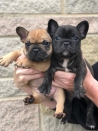 Franse bulldog puppies te koop