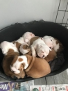 Honden en Puppy's Gezondheid geteste Engelse bulldog puppies te koop