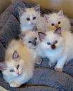 Ragdoll Kittens te koop
