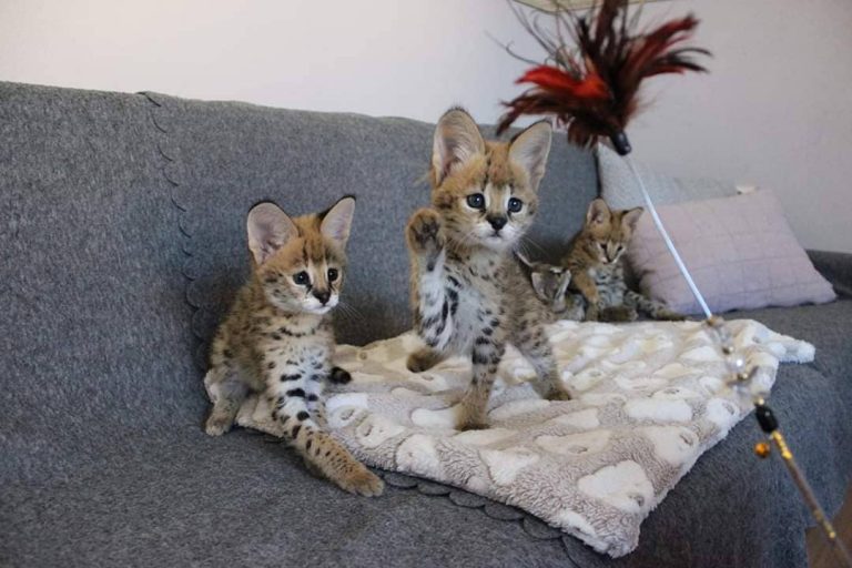 Uitstekende Savannah kittens Beschikbaar tica geregistreerd