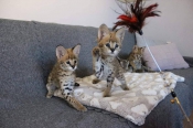 Katten Uitstekende Savannah kittens Beschikbaar tica geregistreerd