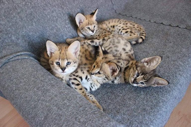 Uitstekende Savannah kittens Beschikbaar tica geregistreerd