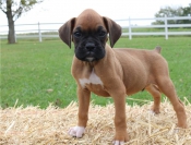 Schattige Boxer puppy's voor adoptie ...