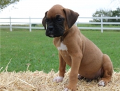 Honden en Puppy's Schattige Boxer puppy's voor adoptie ...
