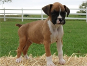 Honden en Puppy's Schattige Boxer puppy's voor adoptie ...