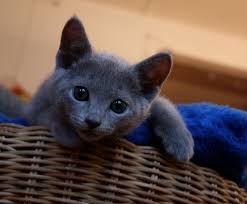 Russische blauwe kittens beschikbaar