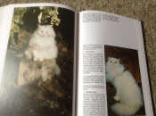 Flora en Fauna Een Boek van katten ,lieve schattige huisdieren