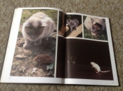 Een Boek van katten ,lieve schattige huisdieren