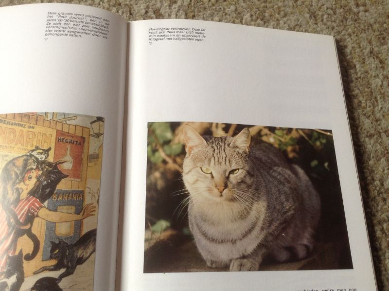 Een Boek van katten ,lieve schattige huisdieren