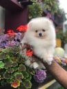 Honden | Toebehoren Mooie Pommeren puppy