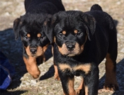 Honden | Toebehoren Rottweiler-puppy's