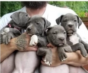 Honden | Toebehoren Rasechte Amerikaanse Pit Bull-puppy