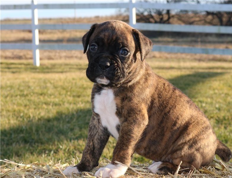 Schattige Boxer puppy's voor adoptie ...