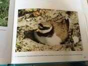 Flora en Fauna Australië ;Prachtig boek ,mooi en uitnemend natuur ,met diepe kl
