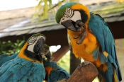 Paar ara papegaaien voor adoptie