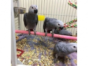 Vogels | Papegaaien Jonge Afrikaanse grijze papegaai te koop