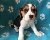 Beschikbare pups Beagle
