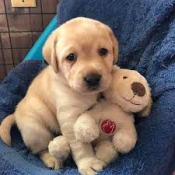 Beutifull Labrador Puppies for Rehoming