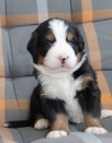 Mooie Berner Sennen Puppies ter adoptie