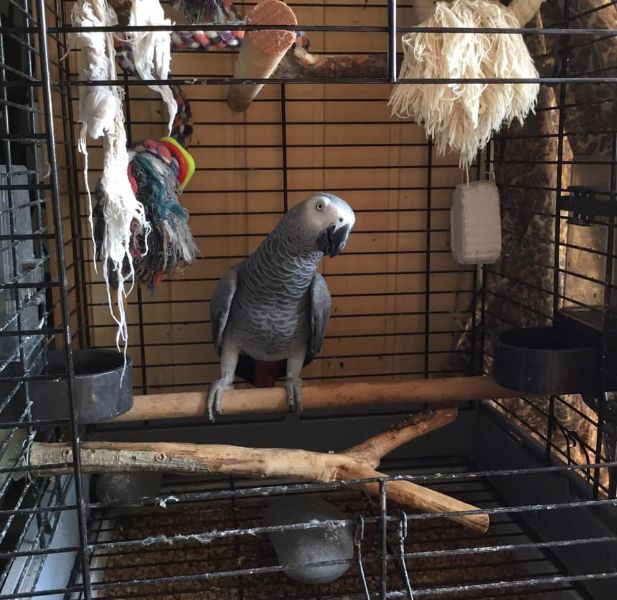 Super paar papegaaien nu beschikbaar.