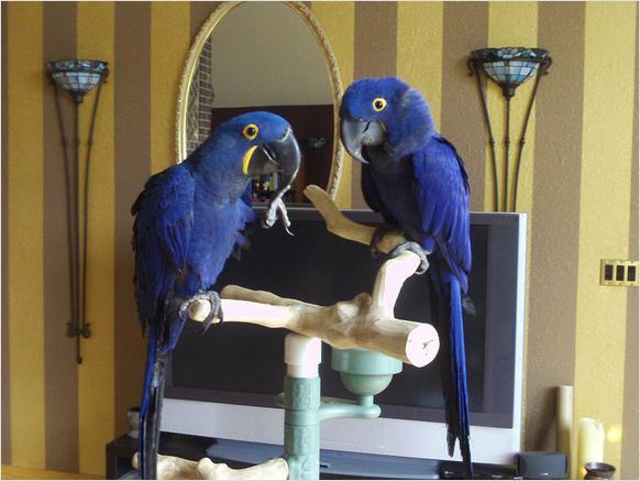 Ara papegaaien beschikbaar,,